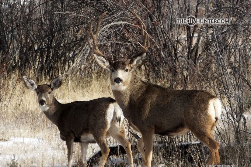 Deer Hunter 2014 Free Download